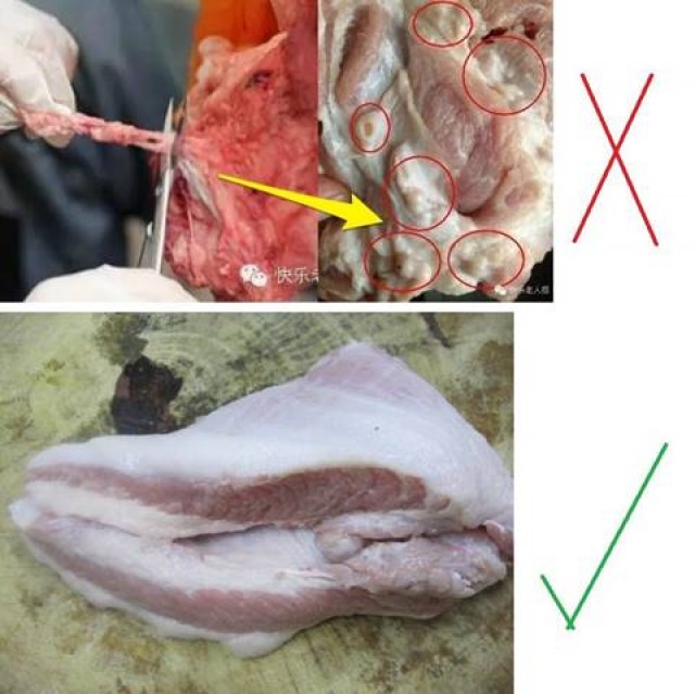 ต่อมพิษในเนื้อหมู